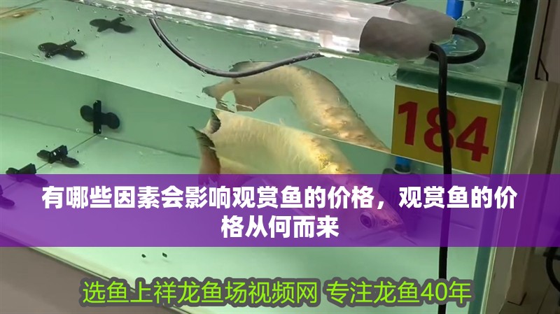 有哪些因素會影響觀賞魚的價格，觀賞魚的價格從何而來