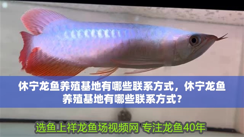 休寧龍魚養(yǎng)殖基地有哪些聯(lián)系方式，休寧龍魚養(yǎng)殖基地有哪些聯(lián)系方式？