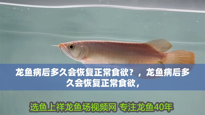 龍魚(yú)病后多久會(huì)恢復(fù)正常食欲？，龍魚(yú)病后多久會(huì)恢復(fù)正常食欲，
