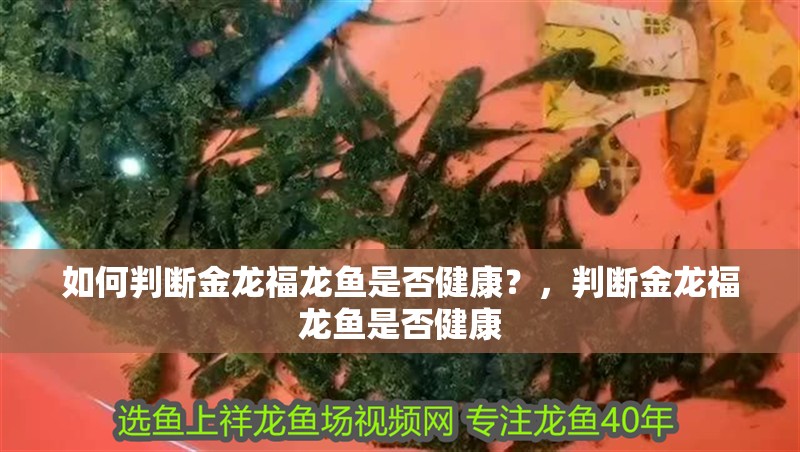 如何判斷金龍福龍魚是否健康？，判斷金龍福龍魚是否健康
