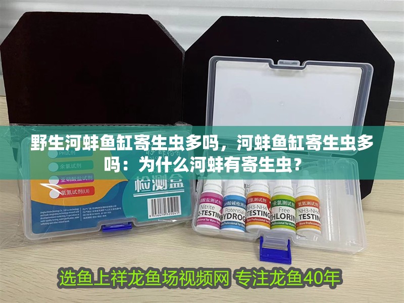 野生河蚌魚缸寄生蟲多嗎，河蚌魚缸寄生蟲多嗎：為什么河蚌有寄生蟲？