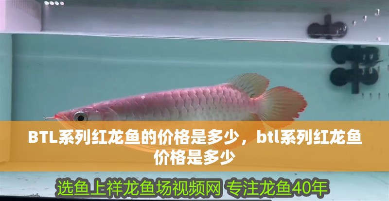 BTL系列紅龍魚的價格是多少，btl系列紅龍魚價格是多少