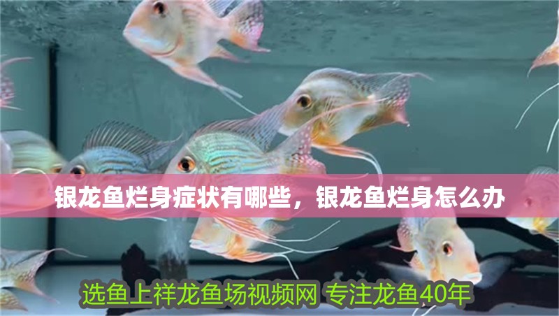 銀龍魚爛身癥狀有哪些，銀龍魚爛身怎么辦