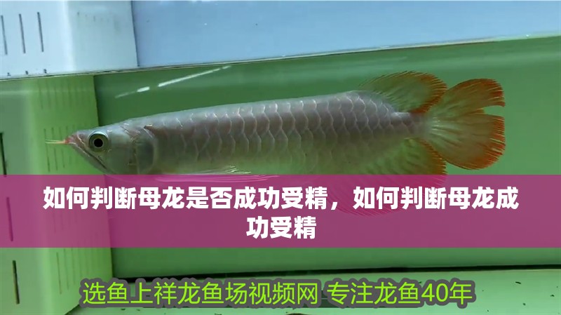 如何判斷母龍是否成功受精，如何判斷母龍成功受精