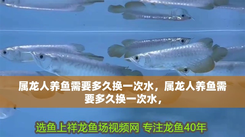屬龍人養(yǎng)魚需要多久換一次水，屬龍人養(yǎng)魚需要多久換一次水，