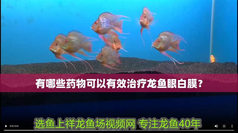 有哪些藥物可以有效治療龍魚眼白膜？