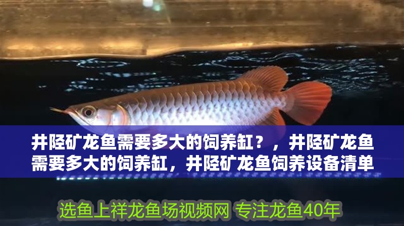 井陘礦龍魚需要多大的飼養(yǎng)缸？，井陘礦龍魚需要多大的飼養(yǎng)缸，井陘礦龍魚飼養(yǎng)設(shè)備清單