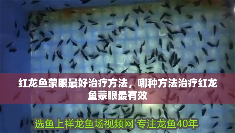 紅龍魚蒙眼最好治療方法，哪種方法治療紅龍魚蒙眼最有效