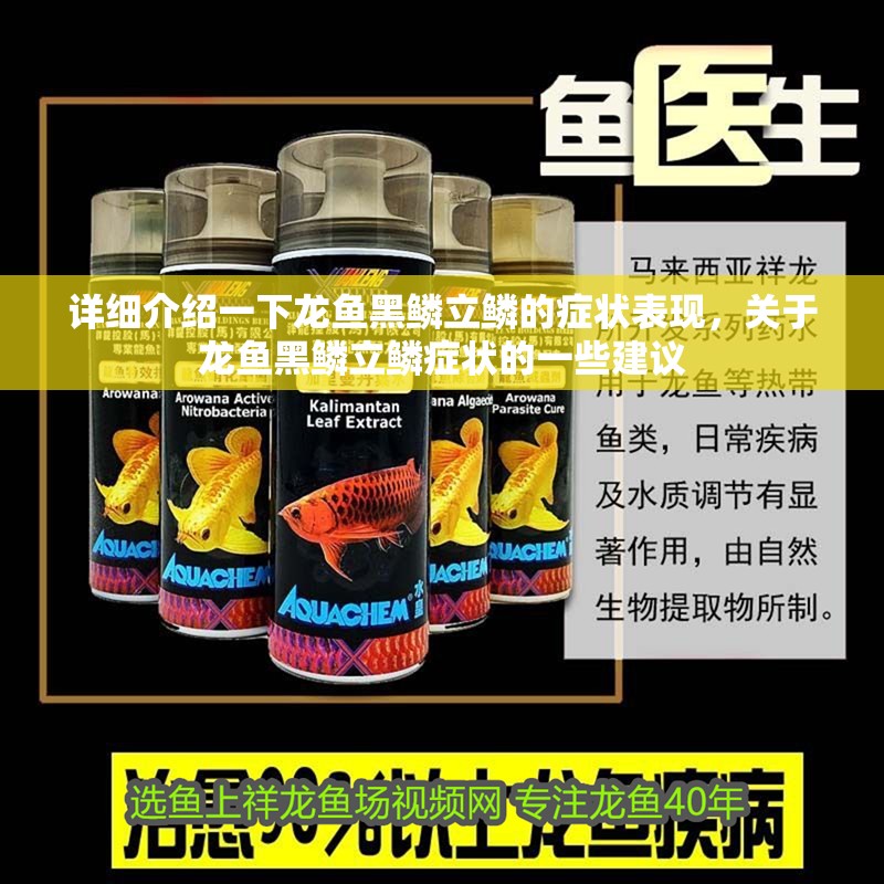 詳細介紹一下龍魚黑鱗立鱗的癥狀表現，關于龍魚黑鱗立鱗癥狀的一些建議
