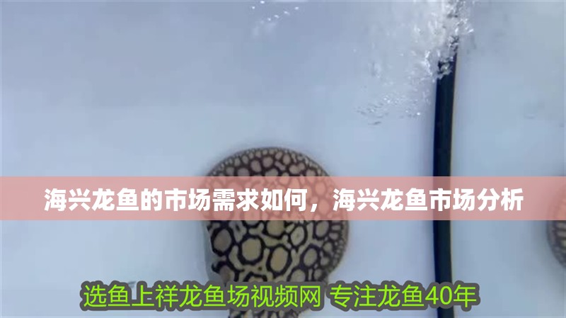 海興龍魚的市場需求如何，海興龍魚市場分析