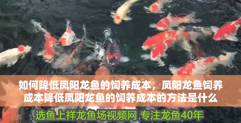 如何降低鳳陽龍魚的飼養成本，鳳陽龍魚飼養成本降低鳳陽龍魚的飼養成本的方法是什么