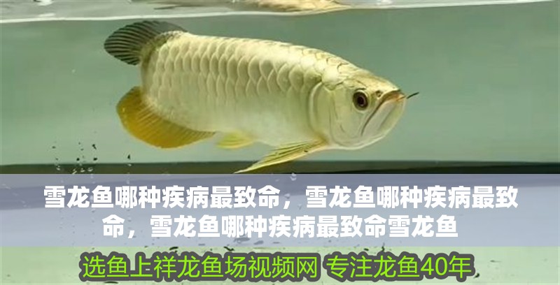雪龍魚哪種疾病最致命，雪龍魚哪種疾病最致命，雪龍魚哪種疾病最致命雪龍魚
