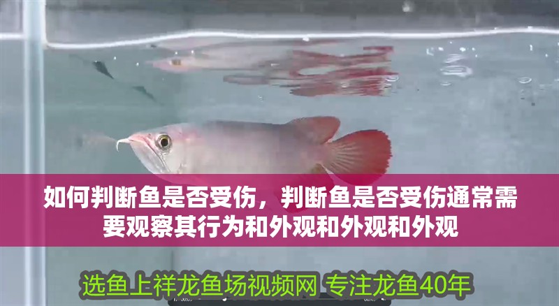 如何判斷魚是否受傷，判斷魚是否受傷通常需要觀察其行為和外觀和外觀和外觀
