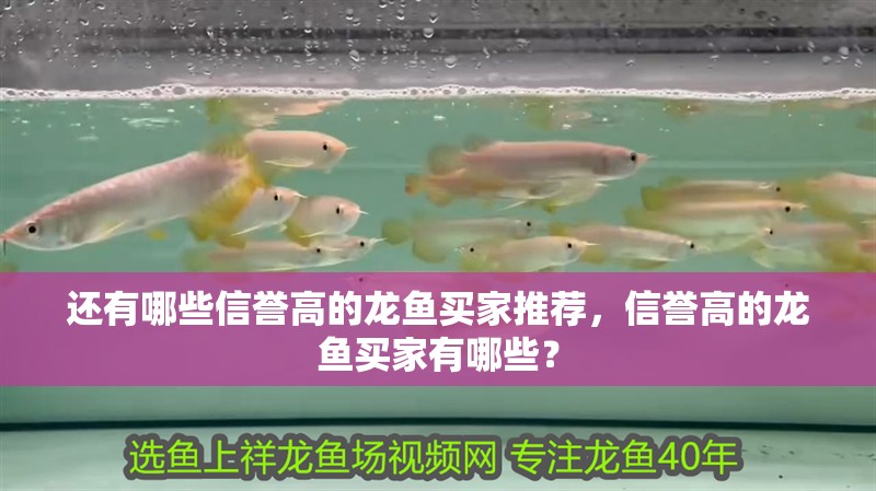還有哪些信譽高的龍魚買家推薦，信譽高的龍魚買家有哪些？