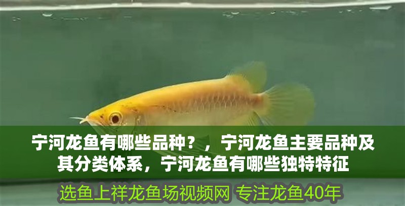 寧河龍魚有哪些品種？，寧河龍魚主要品種及其分類體系，寧河龍魚有哪些獨(dú)特特征