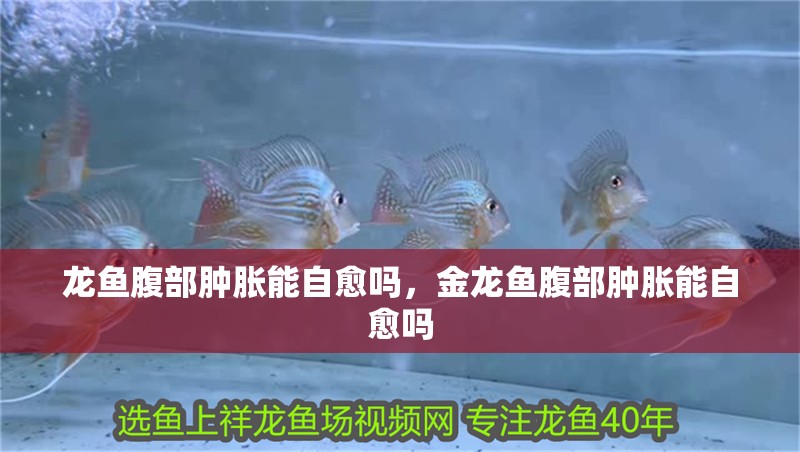 龍魚腹部腫脹能自愈嗎，金龍魚腹部腫脹能自愈嗎