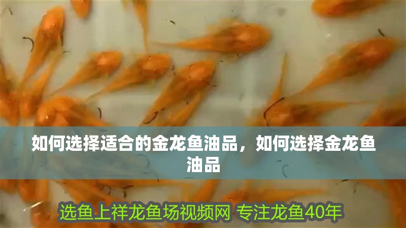 如何選擇適合的金龍魚油品，如何選擇金龍魚油品
