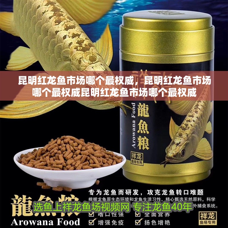 昆明紅龍魚市場哪個最權威，昆明紅龍魚市場哪個最權威昆明紅龍魚市場哪個最權威