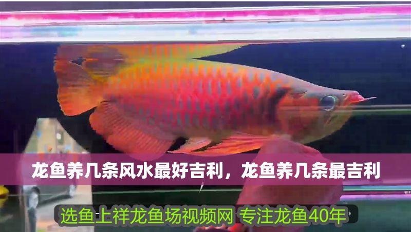 龍魚養幾條風水最好吉利，龍魚養幾條最吉利