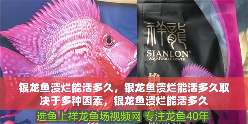 銀龍魚潰爛能活多久，銀龍魚潰爛能活多久取決于多種因素，銀龍魚潰爛能活多久