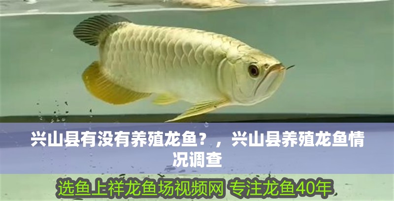 興山縣有沒有養殖龍魚？，興山縣養殖龍魚情況調查