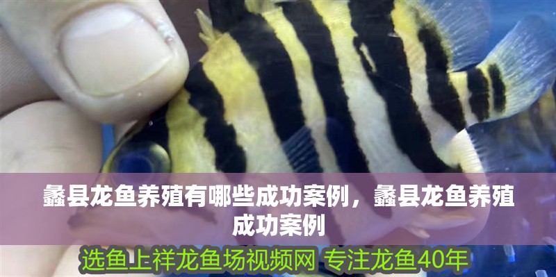 蠡縣龍魚養(yǎng)殖有哪些成功案例，蠡縣龍魚養(yǎng)殖成功案例