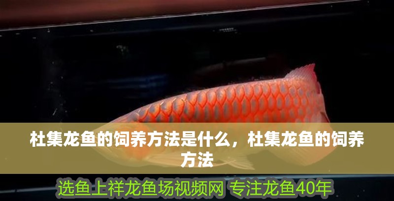 杜集龍魚的飼養(yǎng)方法是什么，杜集龍魚的飼養(yǎng)方法