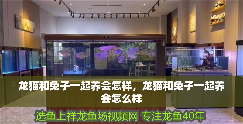 龍貓和兔子一起養會怎樣，龍貓和兔子一起養會怎么樣