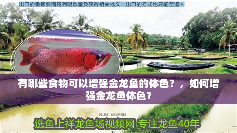 有哪些食物可以增強金龍魚的體色？，如何增強金龍魚體色？