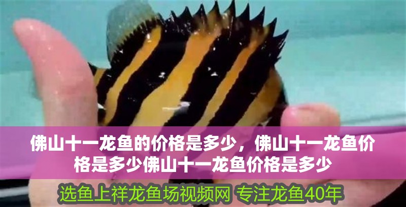 佛山十一龍魚的價格是多少，佛山十一龍魚價格是多少佛山十一龍魚價格是多少