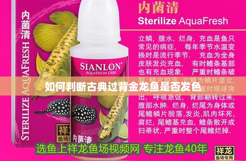 如何判斷古典過背金龍魚是否發(fā)色