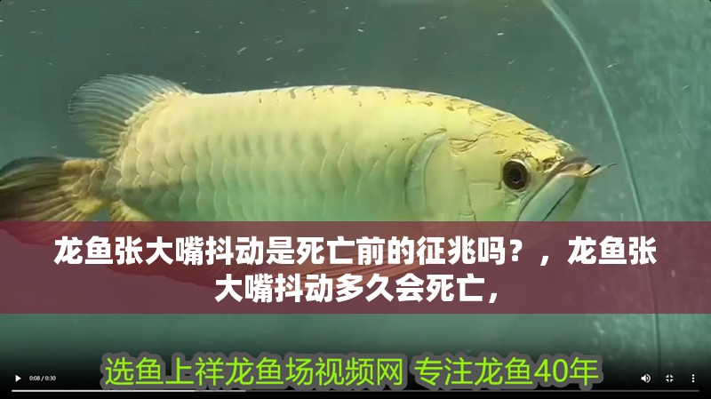 龍魚張大嘴抖動(dòng)是死亡前的征兆嗎？，龍魚張大嘴抖動(dòng)多久會(huì)死亡，