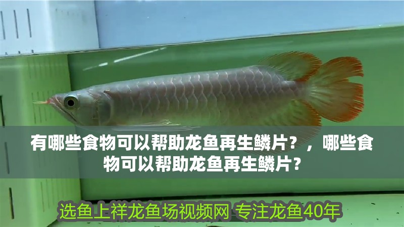 有哪些食物可以幫助龍魚再生鱗片？，哪些食物可以幫助龍魚再生鱗片？