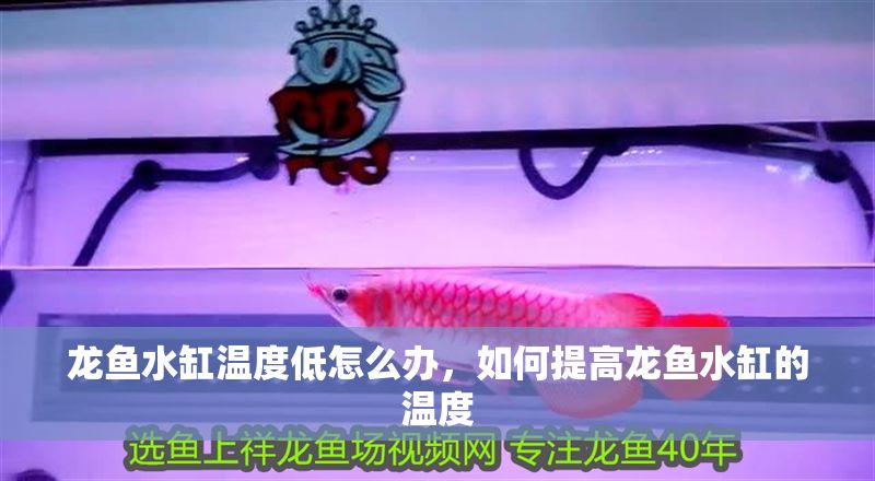 龍魚水缸溫度低怎么辦，如何提高龍魚水缸的溫度