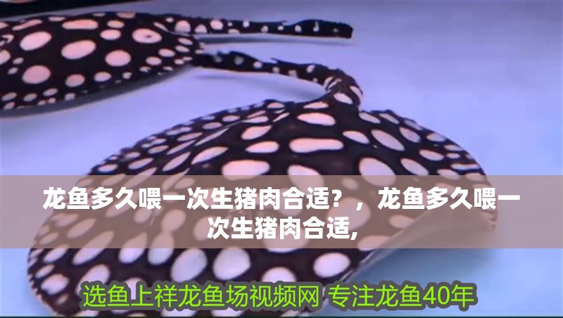 龍魚多久喂一次生豬肉合適？，龍魚多久喂一次生豬肉合適,