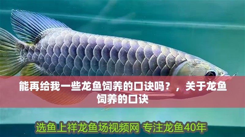 能再給我一些龍魚(yú)飼養(yǎng)的口訣嗎?,關(guān)于龍魚(yú)飼養(yǎng)的口訣