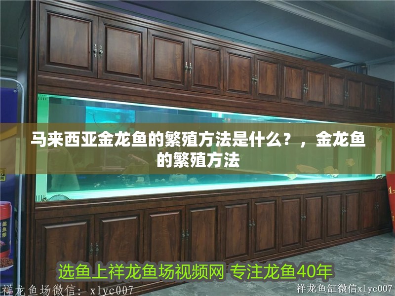 馬來西亞金龍魚的繁殖方法是什么？，金龍魚的繁殖方法
