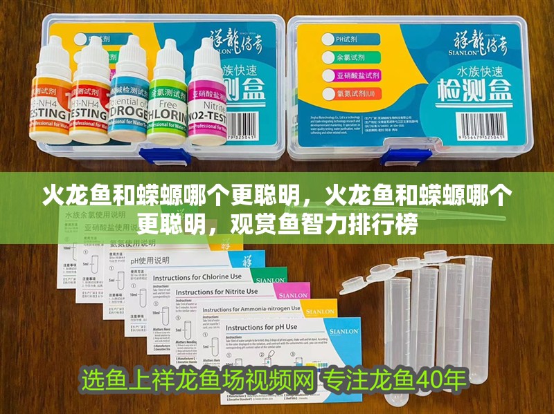 火龍魚和蠑螈哪個更聰明，火龍魚和蠑螈哪個更聰明，觀賞魚智力排行榜