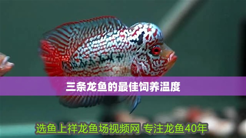 三條龍魚的最佳飼養(yǎng)溫度