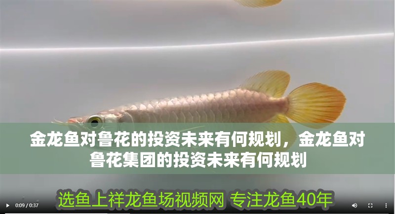 金龍魚對魯花的投資未來有何規(guī)劃，金龍魚對魯花集團(tuán)的投資未來有何規(guī)劃