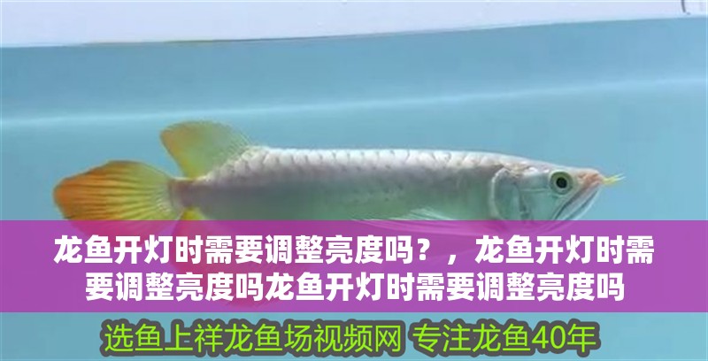 龍魚開燈時需要調整亮度嗎?,龍魚開燈時需要調整亮度嗎龍魚開燈時需要調整亮度嗎