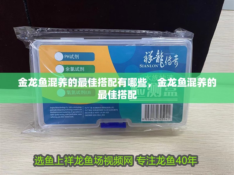 金龍魚混養的最佳搭配有哪些，金龍魚混養的最佳搭配