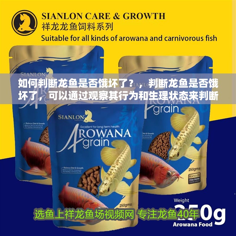 如何判斷龍魚是否餓壞了?,判斷龍魚是否餓壞了,可以通過觀察其行為和生理狀態來判斷