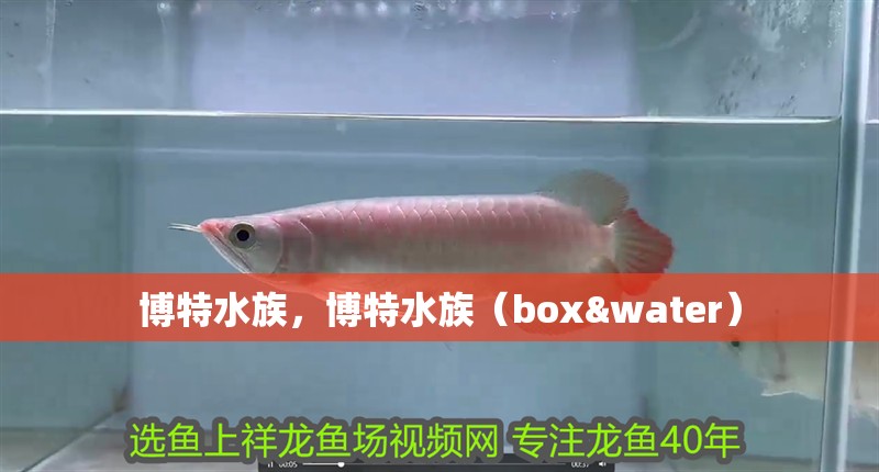 博特水族，博特水族（box&water）