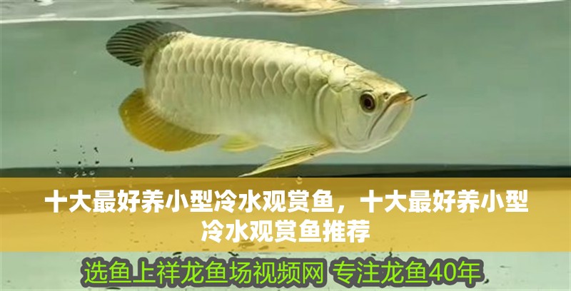 十大最好養小型冷水觀賞魚,十大最好養小型冷水觀賞魚推薦