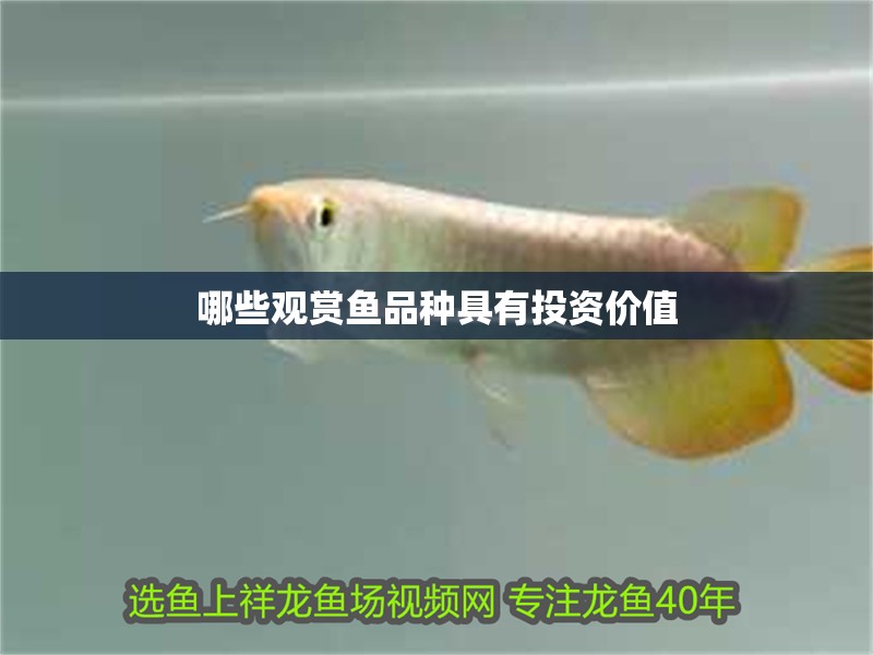 哪些觀賞魚品種具有投資價值