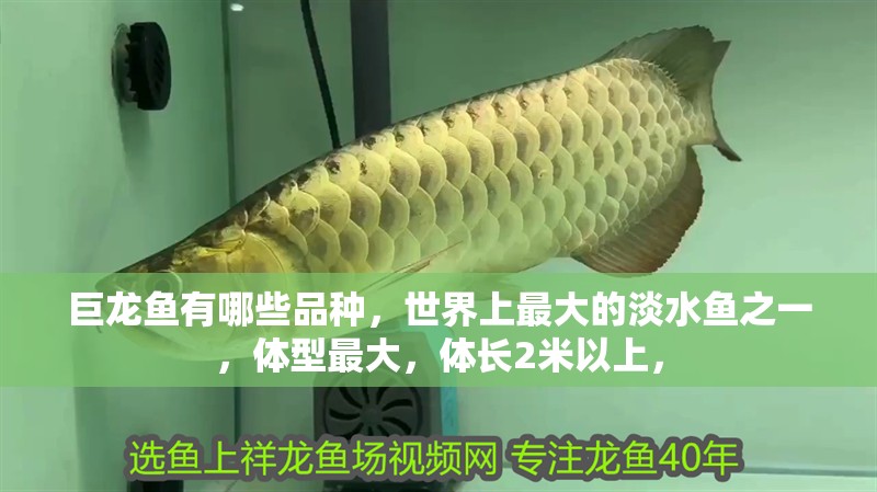 巨龍魚有哪些品種，世界上最大的淡水魚之一，體型最大，體長2米以上，