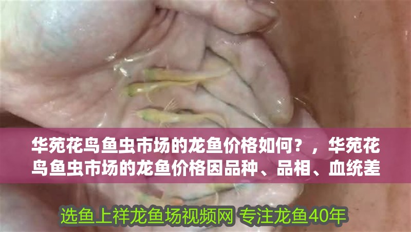 華苑花鳥魚蟲市場的龍魚價格如何？，華苑花鳥魚蟲市場的龍魚價格因品種、品相、血統(tǒng)差異大