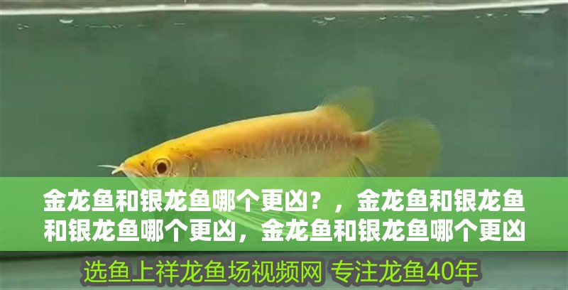 金龍魚和銀龍魚哪個更兇？，金龍魚和銀龍魚和銀龍魚哪個更兇，金龍魚和銀龍魚哪個更兇