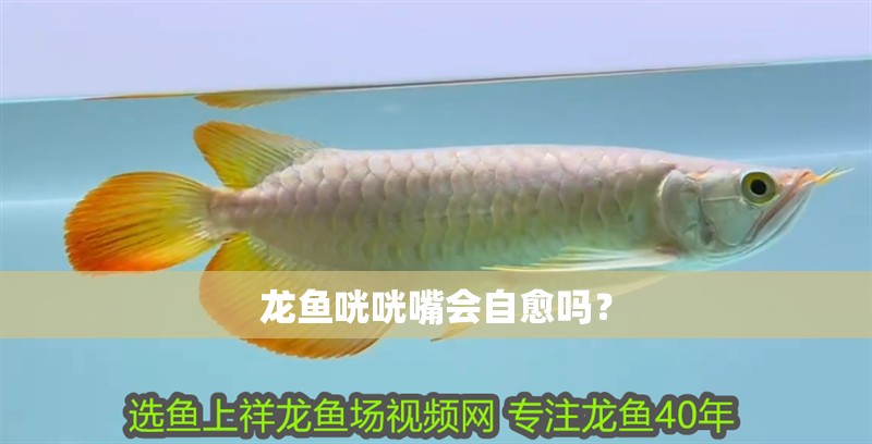龍魚咣咣嘴會(huì)自愈嗎？